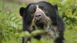 Female spectacled bear amongst vegetation