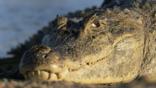 A spectacled caiman's head in close-up