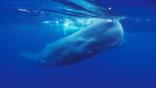 Sperm whales coming up to the sea surface to breathe