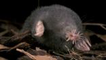 Star-nosed mole crawling through the leaf litter