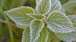 Close-up of frozen nettle leaves