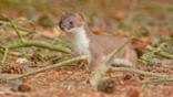 Young stoat standing on a rock
