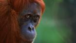 A female orangutan