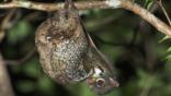 Malayan colugo flying lemur hanging from a branch resting