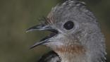 Close-up of the lyrebird with its beak open
