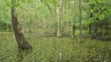 Cypress swamp with bladderwort flowers in the USA 