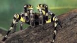 Indian tarantula climbing over a log