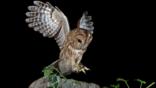 Tawny owl landing on a branch at night