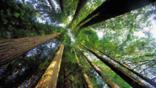 View up into the canopy of sequoia redwoods 