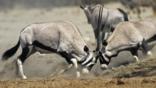 Two male gemsbok antelopes clash head on