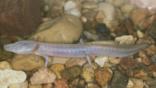 Texas blind salamander walking on pebbles
