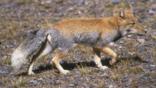 Tibetan fox walking on hard ground