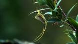 Tisza mayfly on a leafy branch
