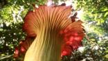 A giant titan arum flower