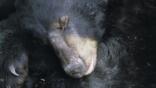 Close-up of a female black bear sleeping in den