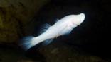 Blind cave fish swimming in a cave