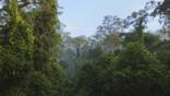 The rainforest of Borneo