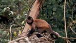 Tufted capuchin monkey