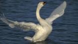 A displaying Bewick's swan