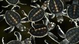 Green sea turtle hatchlings floating on water