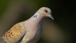 Profile of a turtle dove