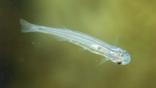 The candiru, a parasitic catfish, swimming underwater