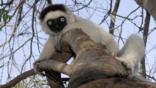 Verreaux's sifaka clinging to a branch