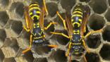 Two female paper wasps in a wasps' nest 