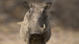 A portrait of a warthog