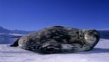 Weddell seal lying on the ice