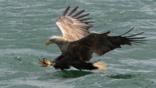 A white-tailed sea eagle in flight