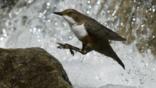 European dipper jumping on to a rock