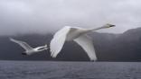 A pair of whooper swans in flight through fog over water