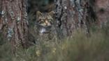 Wildcat stalking on edge of a pine forest