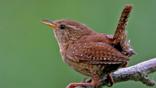 Adult male wren singing from lichen-covered perch