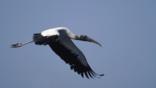 American wood ibis in flight