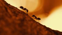 Ants