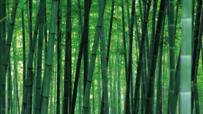 Bamboo