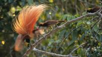 Birds of paradise
