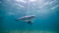 Bottlenose dolphins