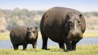 Hippopotamus