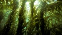Giant kelps