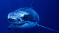 Sharks