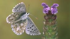 Adonis blue