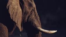 African bush elephant
