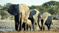 African elephants