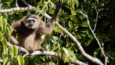 Agile gibbon