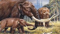 American mastodon