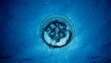 Common jellyfish