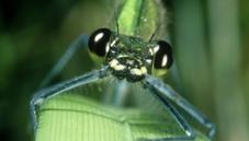 Banded demoiselle